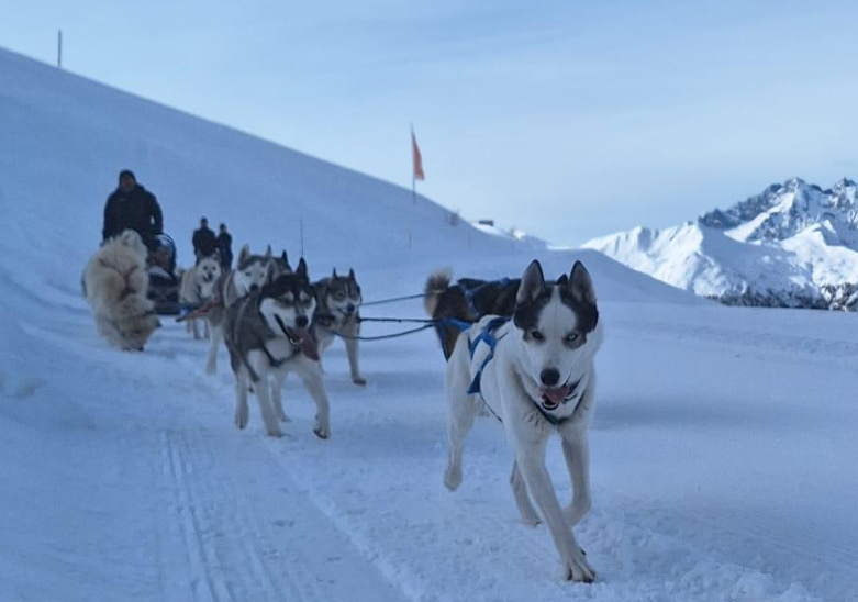 L'attelage de chiens de traîneaux de Arco Mushing Team à Verbier dans la neige 